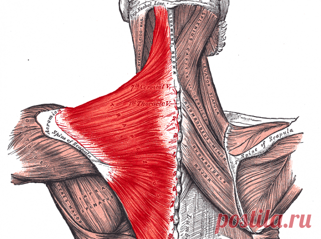 Эмоциональное напряжение и мышечные зажимы