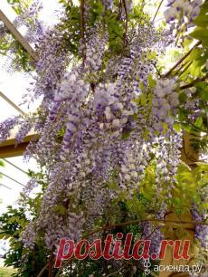 Глициния: Группа Экзотические растения