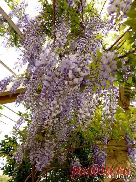 Глициния: Группа Экзотические растения