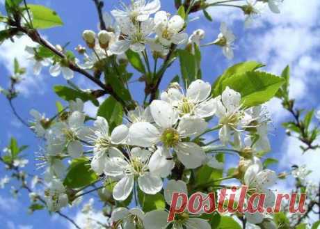 Вишневий цвіт
Буяє рясно цвіт вишневий
і ніжить погляд білосніжний рай,
мине лиш мить і день травневий
покличе нас кудись за небокрай.
Стрибає серце від такого щастя,
а очі ловлять жадібно красу,
і ніжить лагідно весни причастя,
його з собою в літо понесу.
Наповню цвітом джерело любові,
її пригрію сонячним теплом,
і знову з плином молодої крові
наповниться душа уся добром, 
напише новий вірш своїм пером.
              @діво &amp;boss