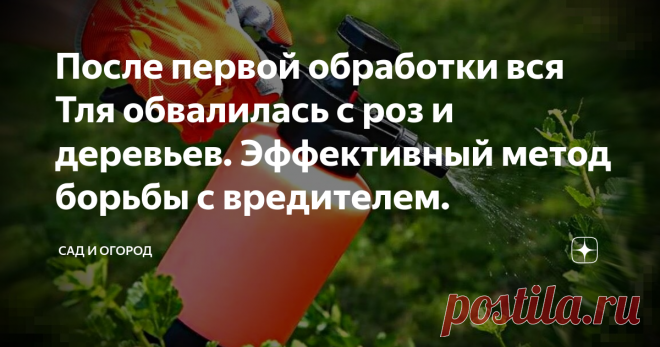 После первой обработки вся Тля обвалилась с роз и деревьев. Эффективный метод борьбы с вредителем. Приветствую вас дорогие подписчики и гости моего канала, в этой публикации поговорим о тле, возможно вы не один раз видели подобные статьи, однако мой метод отличается тем что я его успела опробовать на себе, он не содержит химии, а самое главное действительно способ избавится от тли, после первой обработки, давайте не будем тянуть и перейдем поближе к делу.
Знаете в прошлом году была немного