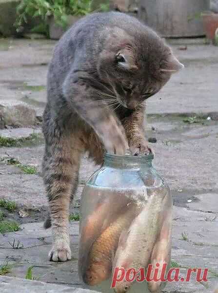 ирина иринина – Google+ - ♡♡These fish are all mine now.. ;-)))﻿