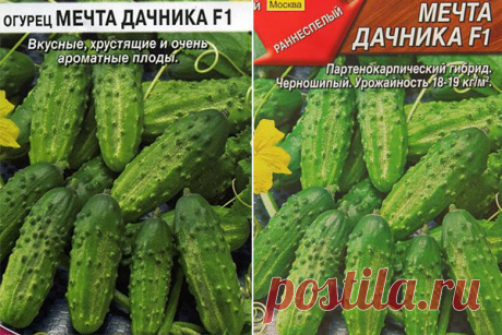 Огурец Мечта дачника F1: описание, отзывы, фото, посадка и уход, характеристика сорта, достоинства и недостатки, урожайность