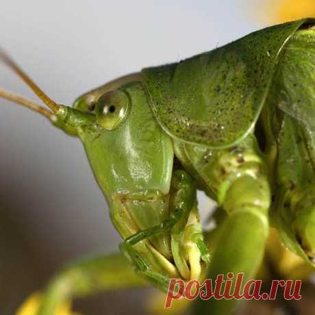 Кузнечик, сверчок, саранча