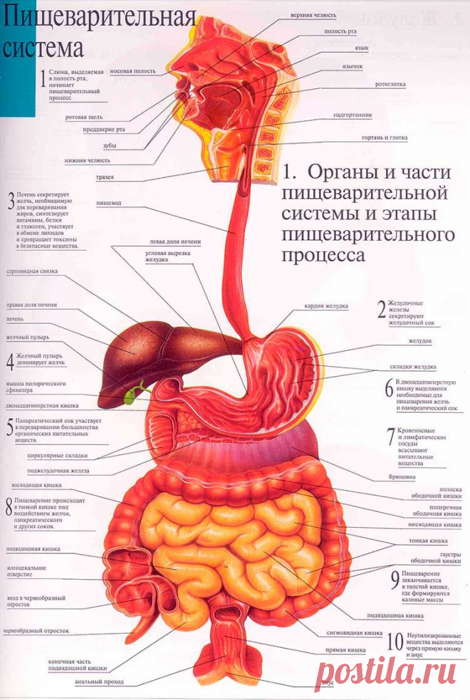 Схема органов пищеварительной системы человека.