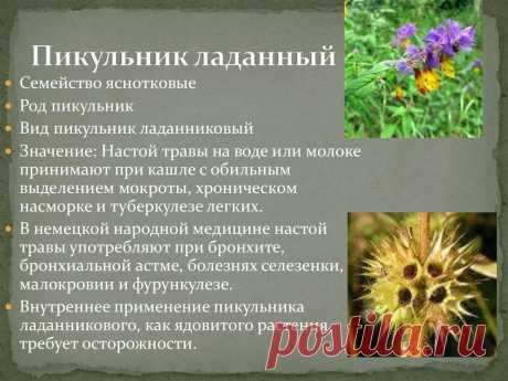 Пикульник ладанный