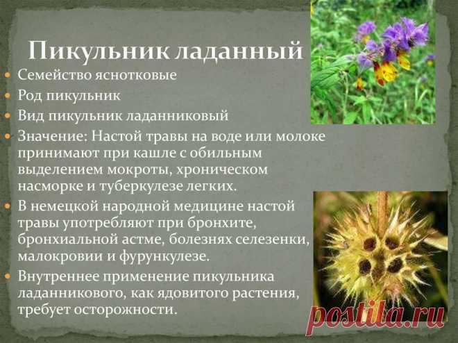Пикульник ладанный