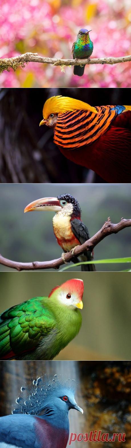 Экзотические птицы: 20 ярких фотографий пернатых