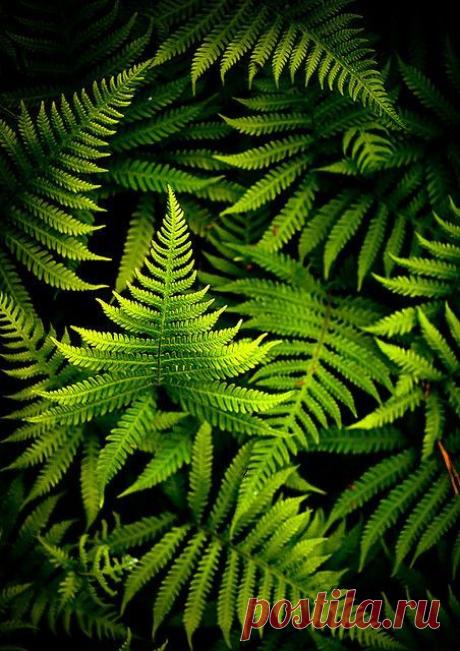 Pinterest