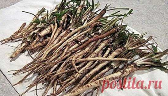 ЭФФЕКТИВНЕЕ ХИМИОТЕРАПИИ: ТРАВА УБИВАЕТ РАКОВЫЕ КЛЕТКИ 
Чай одуванчика действительно способен разрушить раковые клетки и защитить здоровые клетки от рака. 
Эта трава имеет множество лечебных свойств, что делает ее мощным лекарством. Кроме того, чай готовится очень легко. Наши предки использовали его для лечения многих заболеваний, но сегодня самое важное применение корня одуванчика для борьбы с раком. 
Ученые обнаружили, что эффект от корня одуванчика лучше, чем химиотерапии. 
В результате исс