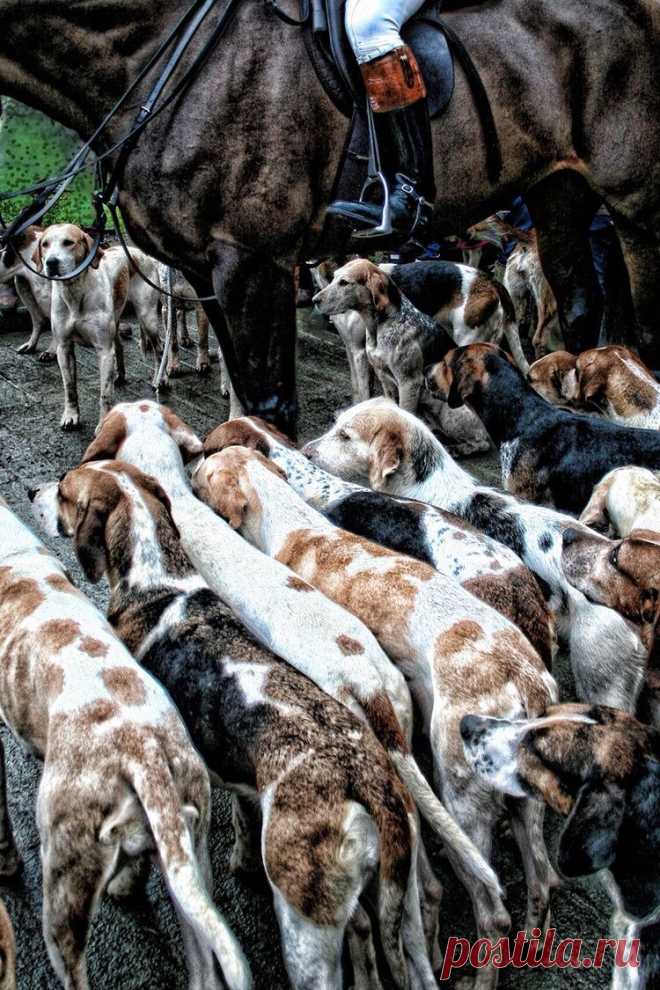 Панчо Кури