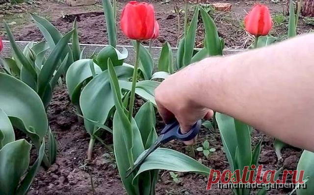Что делать с тюльпанами после цветения