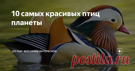 10 самых красивых птиц планеты Нашу планету населяют самые разные животные. Некоторые из них выглядят необычно, а другие настолько красивые, что от них невозможно оторвать взгляд. Мы в joy-pup уже рассказывали о самых необычных животных планеты, а теперь мы представляем 10 самых красивых птиц, что поражают красочностью своего оперенья. Павлин Этот пернатый обладает грациозностью и величеством, которому можно лишь позавидовать. Хотя птица является родственником самого обычн...