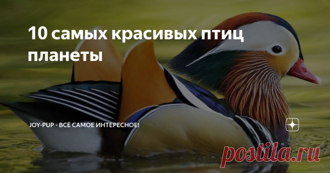 10 самых красивых птиц планеты Нашу планету населяют самые разные животные. Некоторые из них выглядят необычно, а другие настолько красивые, что от них невозможно оторвать взгляд. Мы в joy-pup уже рассказывали о самых необычных животных планеты, а теперь мы представляем 10 самых красивых птиц, что поражают красочностью своего оперенья. Павлин Этот пернатый обладает грациозностью и величеством, которому можно лишь позавидовать. Хотя птица является родственником самого обычн...