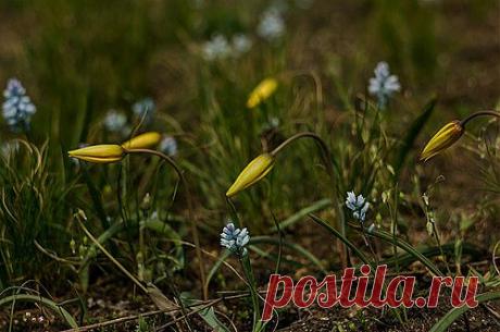 Др@коша — «На грани цветения...» на Яндекс.Фотках