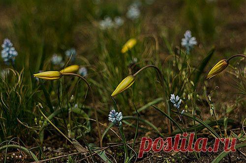 Др@коша — «На грани цветения...» на Яндекс.Фотках