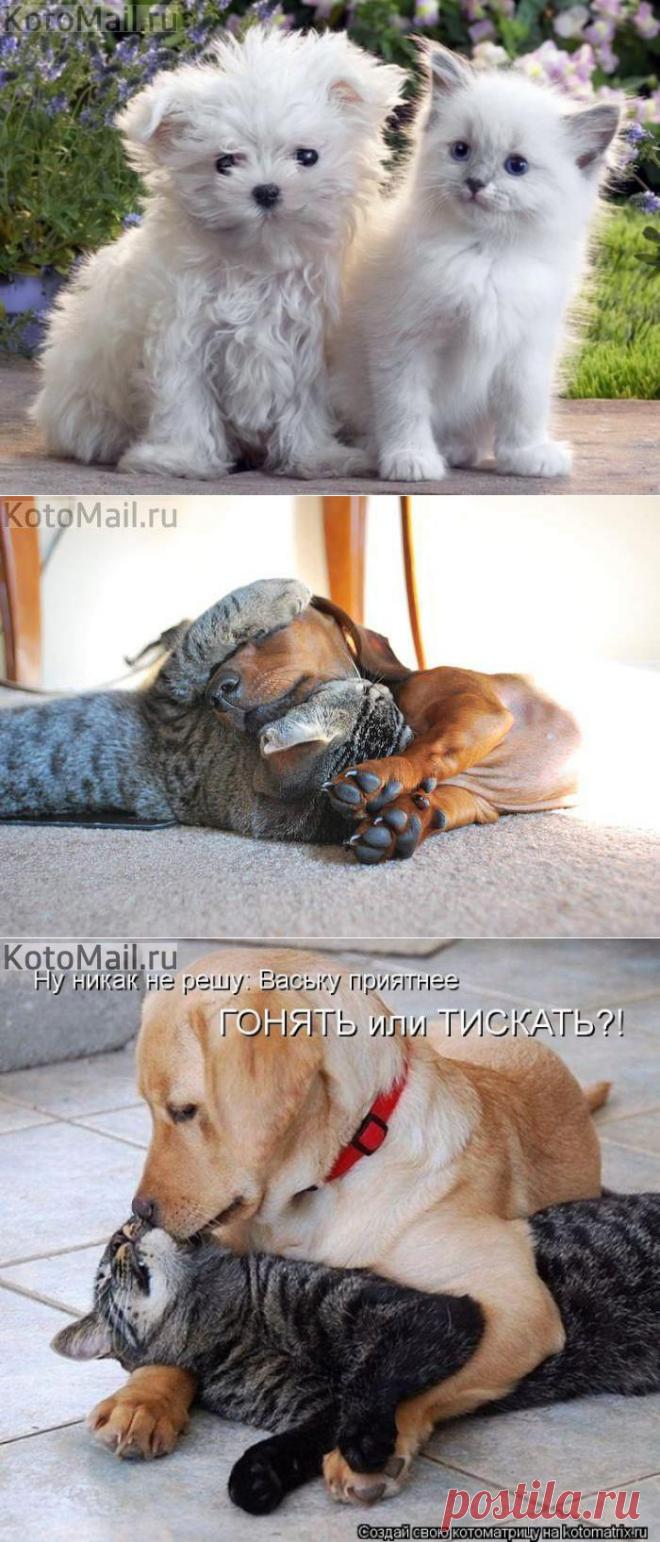 Кого Вы любите больше? | KotoMail.ru