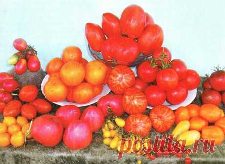 «Светофор» на грядке. Опыт выращивания помидоров Игоря Дуничева