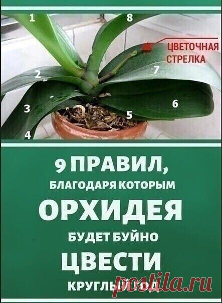 9 правил, благодаря которым орхидея будет буйно цвести круглый год. И всё исключительно своими руками.