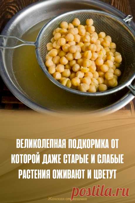 Великолепная подкормка от которой даже старые и слабые растения оживают и цветут