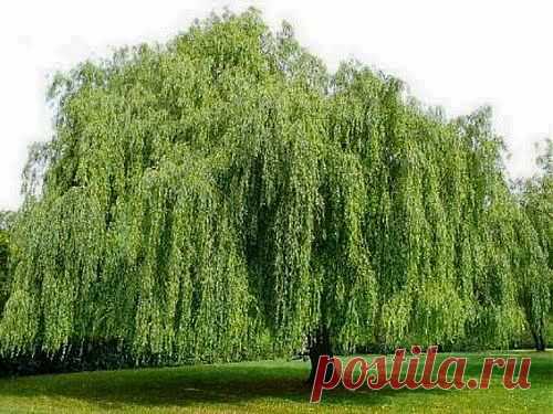 Уставшим глазам поможет ива | Друг пенсионера
Этот рецепт я запомнила от бабуш­ки. Во время сессии я ездила к ней готовиться к экзаменам. В деревне тихо, спокойно, никто не мешает учить, да и соблазна нет сходить в ки­но или на дискотеку.