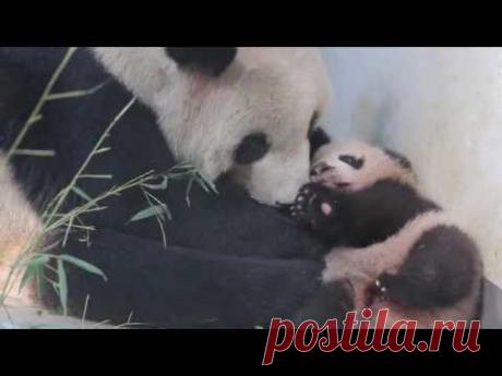 Маленькая панда учится ходить / Моя Планета