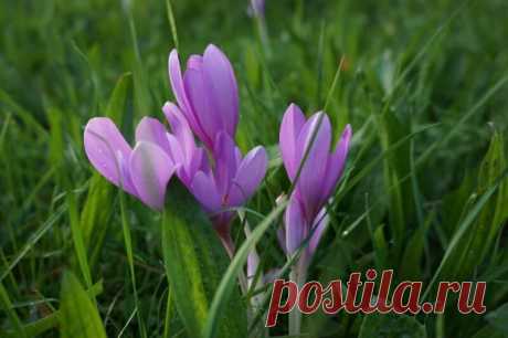 7 цветов, которые сажают в сентябре, чтобы ранней весной любоваться первоцветами