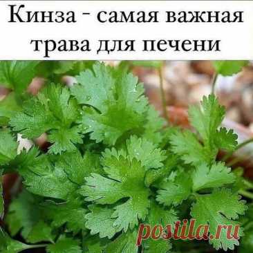Кинза и ее польза!