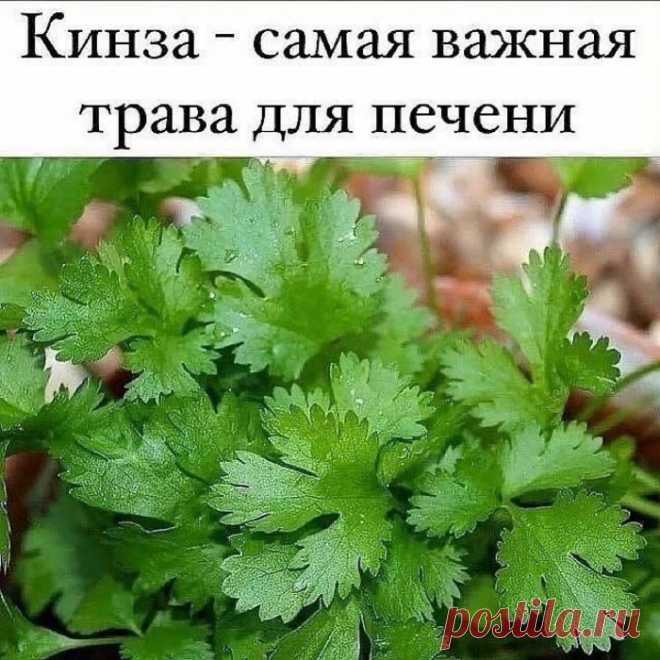 Кинза и ее польза!