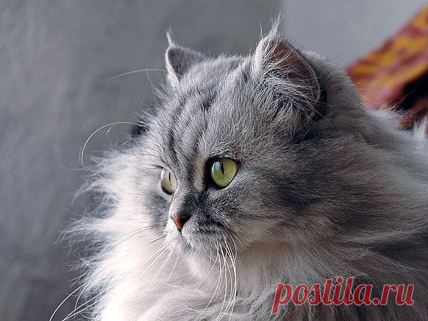 Мой Мир@Mail.Ru