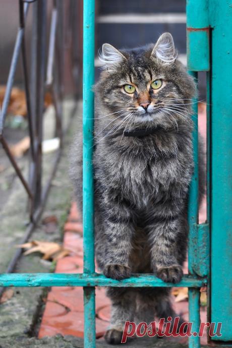 Lovely-KittyCats, mostlycatsmostly: (via Mavesta)