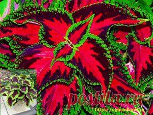 Колеус (цветная крапивка). | Сад и Огород