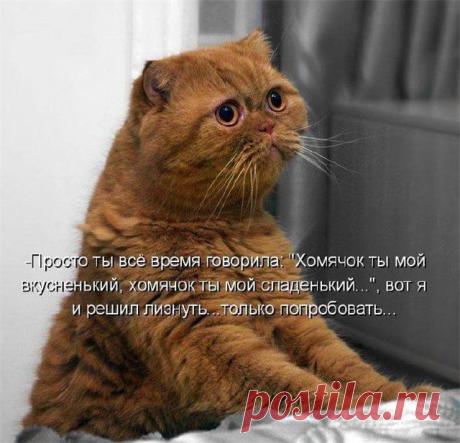 Котоматрица: 175 тыс изображений найдено в Яндекс.Картинках