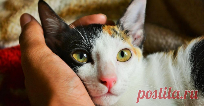 Коты ложатся туда, где больно, Тихонько греют бока и души. Коты не люди и жаль, невольно, Коты умеют дышать и слушать.