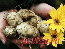 Интересное о тапинанбуре.: Группа Практикум садовода и огородника