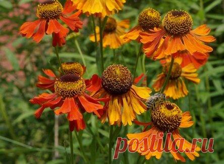 5 цветущих многолетников августа для самого яркого завершения сезона