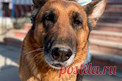 В Крыму немецкая овчарка помогла вернуть местному жителю украденные вещи. В Крыму служебная собака по кличке Флаффи помогла сотрудникам правоохранительных органов задержать правонарушителя и вернуть местному жителю украденные у него вещи. Уточняется, что инцидент произошел в одном из сел Сакского района. Злоумышленник пробрался в частный дом и вынес оттуда электроинструменты и две палатки.