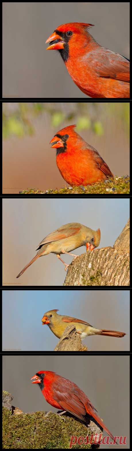 35PHOTO - Elizabeth - Кардиналы и Кардинальши - Northern Cardinal ( Northern Cardinal Female)