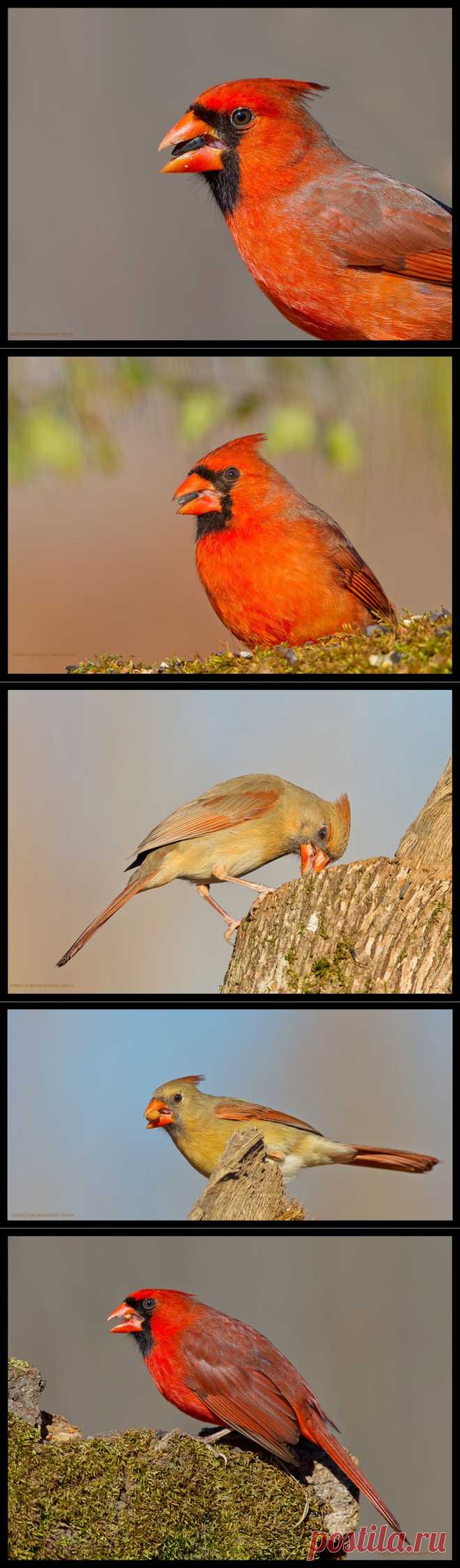 35PHOTO - Elizabeth - Кардиналы и Кардинальши - Northern Cardinal ( Northern Cardinal Female)