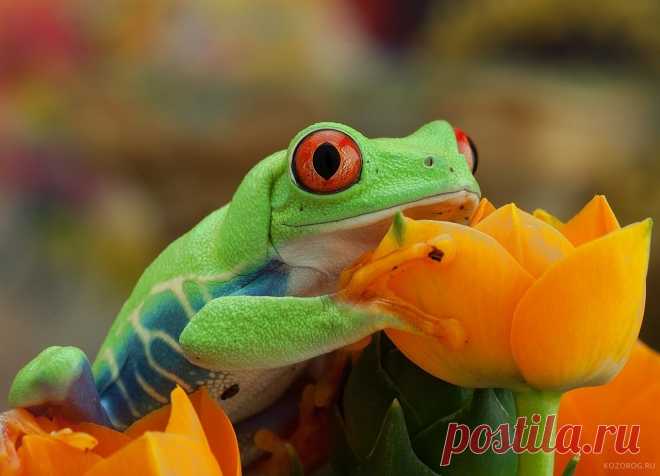 Красноглазая квакша - мультяшная лягушка - Путешествуем вместе