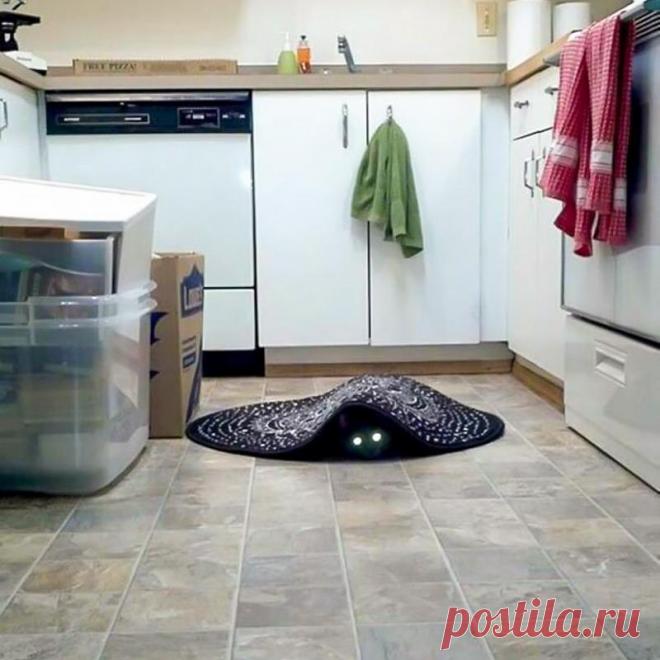 25 самых смешных фото котов, похожих на коварных злодеев - Летидор