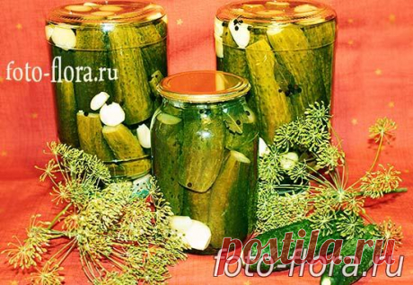 Рецепт маринованных огурцов на зиму в банках хрустящие -  такие заготовки на зиму - покорят даже кота, свекруха  с тещей вас расцелует!