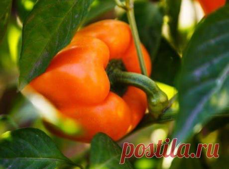 Чем я перцы подкармливаю, чтобы быстро созревали: «бурые» не собираю в конце лета, только спелые. Подкормки, ускоряющие созреван
Именно хитрые подкормки — мы заменим перцу то, чего ему не хватит в конце лета, но что заменить сложно. Чем же подкормить его, чтобы не собирать бурые, недоспевшие перцы и не дозаривать на подоконнике: удобрения, которые ускорят созревание и окрашивание плодов. И —...
Читай дальше на сайте. Жми подробнее ➡