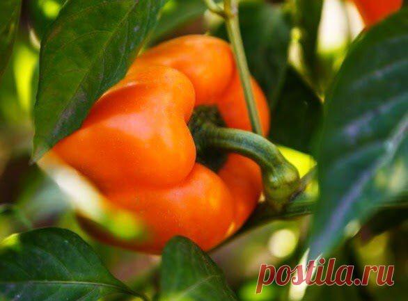 Чем я перцы подкармливаю, чтобы быстро созревали: «бурые» не собираю в конце лета, только спелые. Подкормки, ускоряющие созреван
Именно хитрые подкормки — мы заменим перцу то, чего ему не хватит в конце лета, но что заменить сложно. Чем же подкормить его, чтобы не собирать бурые, недоспевшие перцы и не дозаривать на подоконнике: удобрения, которые ускорят созревание и окрашивание плодов. И —...
Читай дальше на сайте. Жми подробнее ➡