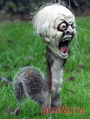 Белка застряла в игрушечной голове. Представьте увидеть такое..))))))))