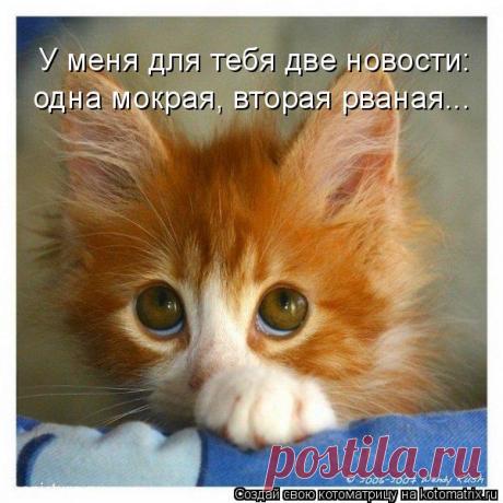 Котоматрица: У меня для тебя две новости:  одна мокрая, вторая рваная...