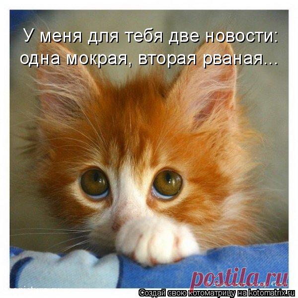 Котоматрица: У меня для тебя две новости:  одна мокрая, вторая рваная...