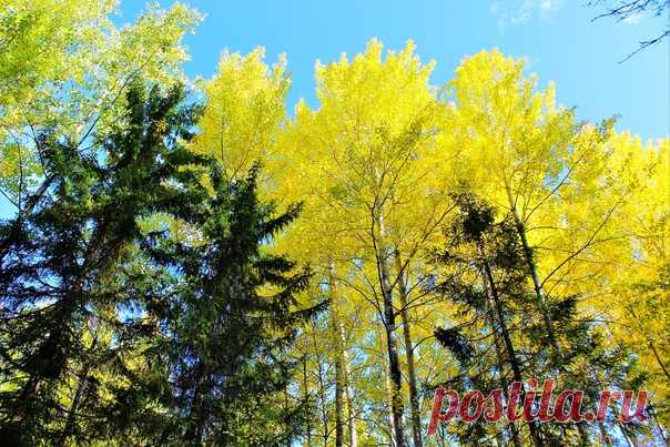 Зазолотились осинки в лесу)))🧡💥🌳☀💛