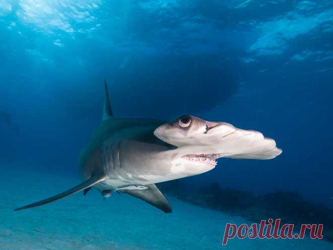Great Hammerhead Shark Explore altsaint's photos on Flickr. altsaint has uploaded 2960 photos to Flickr.