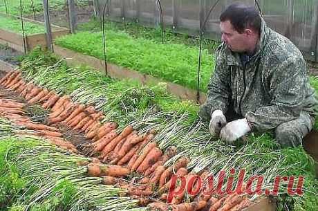 СЕКРЕТЫ УХОДА ЗА МОРКОВЬЮ